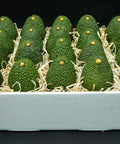 Fresh California avocados nestled in shredded paper within a white gift box.