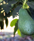 Ripe avocado hanging on tree with lush green leaves, showcasing fresh California produce.