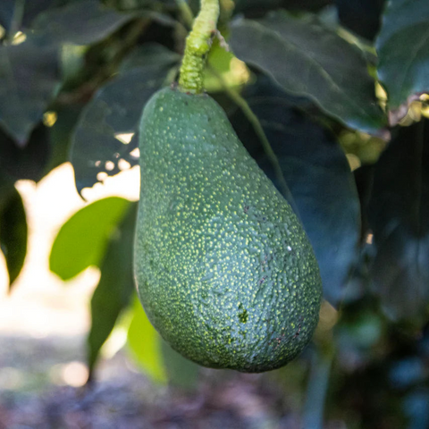 Ripe California avocado hanging on tree with lush green leaves, fresh from family farm