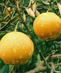 Fresh citrus fruits hanging on a tree with dew drops, showcasing vibrant orange hues and lush green leaves.