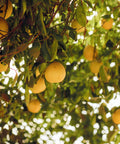 Ripe citrus fruits hanging on a sunlit tree branch, showcasing fresh, natural produce perfect for gift boxes.