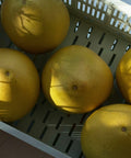 Fresh yellow grapefruits in a plastic crate, sunlit and ready for harvest