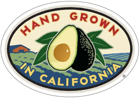 Hand Grown California Avocado with farm landscape and green leaves