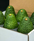 Fresh California avocados in a shipping box, ready for delivery or gifting.