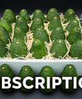 Fresh California avocados in a subscription box with shredded paper lining, perfect for gifting.