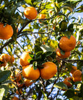 Ripe oranges hanging on a tree with lush green leaves under bright sunlight