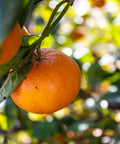 Ripe orange hanging on tree with green leaves, fresh citrus fruit