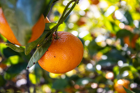 Large Box of California Tangerines (approximately 30)