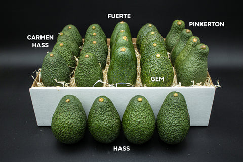 Large 5 Avocado Variety Box