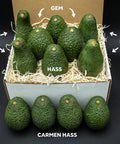 Assorted California avocados including Hass, Pinkerton, Fuerte, Gem, and Carmen Hass in gift box