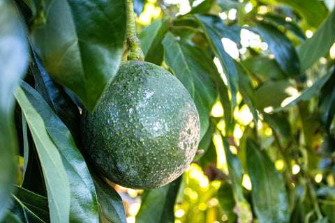 5 Reed Avocados - A large avocado with bold flavor