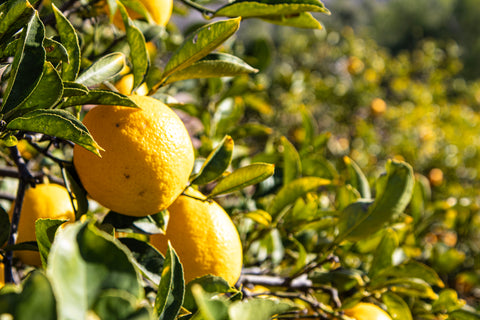 LEMONS (approximately 35 lemons, size varies) - Large Box of California Lemons