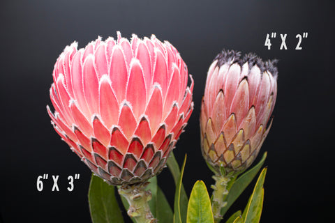 Empress Protea Flowers