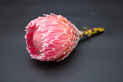 Empress Protea Flowers