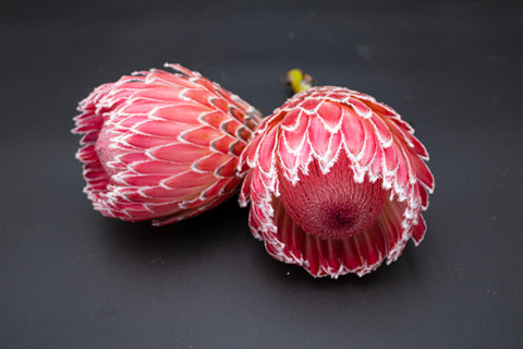 Empress Protea Flowers