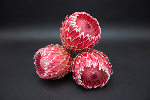 Empress Protea Flowers