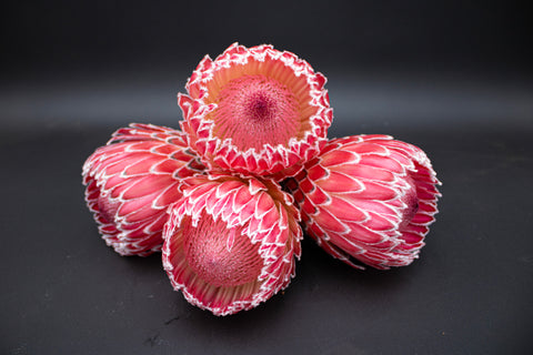 Empress Protea Flowers