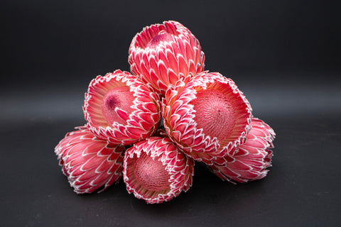 Empress Protea Flowers
