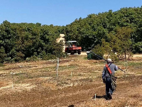Farmer harvesting avocados in California orchard with utility vehicle, showcasing fresh produce from family farm