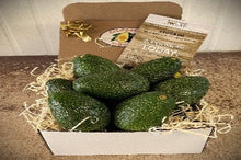 Load image into Gallery viewer, 8 Jumbo Gem Avocados - Farmers Dozen
