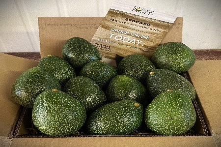 12 Jumbo Gem Avocados - Fresh From the Farm