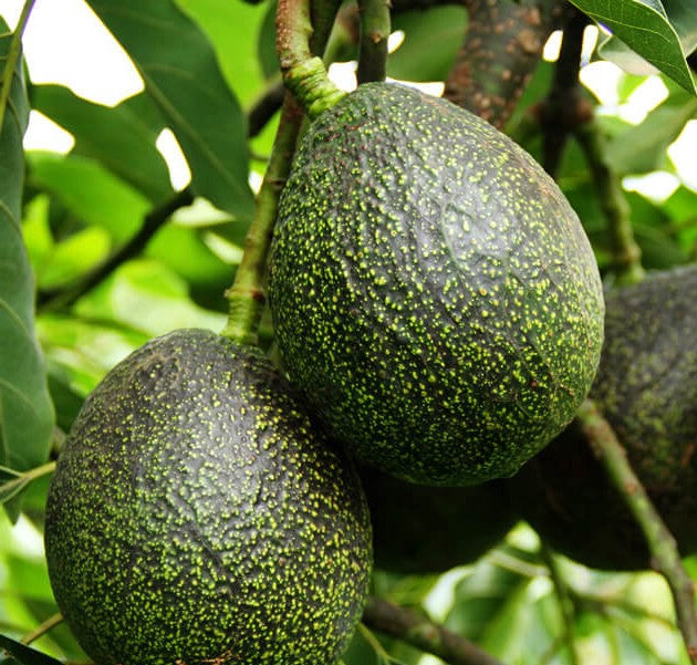 CaliforniaAvocadosDirect.com