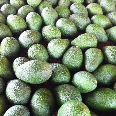 12 Large Carmen Hass Avocados - Carmen Dozen