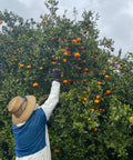 Farmer harvesting ripe citrus fruits from a lush tree, showcasing fresh California produce.
