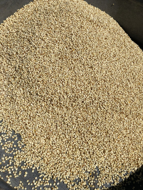 Posole From  Casados Farms New Mexico, 15 oz White or Blue