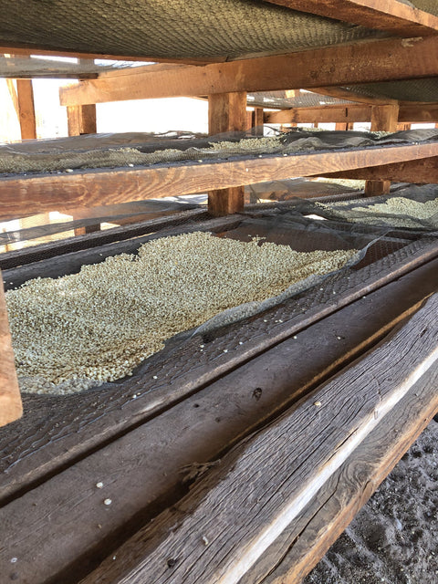 Posole From  Casados Farms New Mexico, 15 oz White or Blue