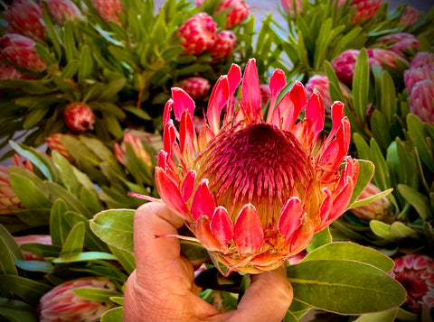 Protea Fun Box - 1 Stem, 4 Avocados, 1 Avocado Squeeze Toy