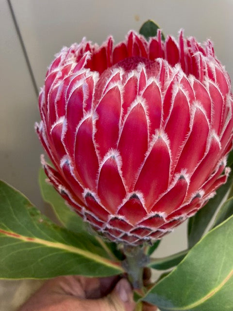 Empress Protea Flowers