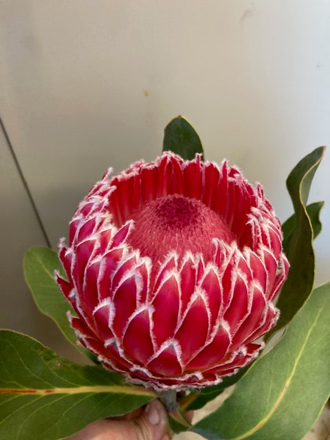 Empress Protea Flowers