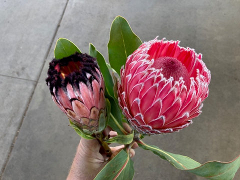 Empress Protea Flowers