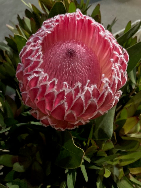 Empress Protea Flowers