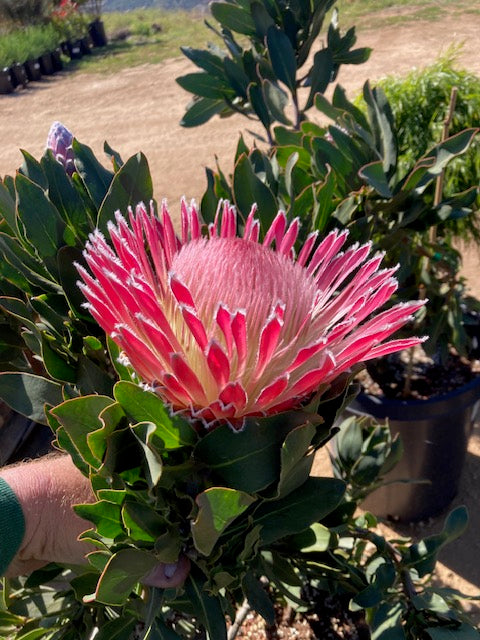 4 Long Stem Empress Protea