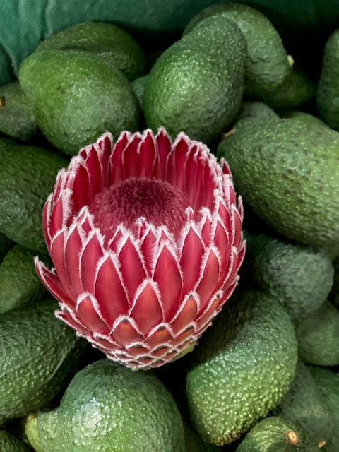 4 Long Stem Empress Protea