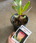 Silvia protea plant in black pot with tag, showcasing vibrant green leaves and red-veined stems