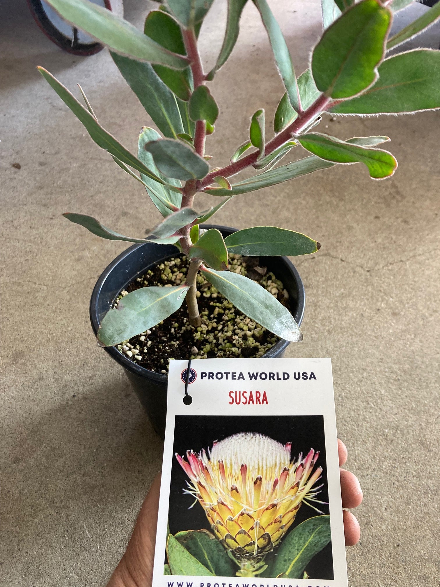 Buy Susara Protea Plant Online - Exotic Beauty Delivered