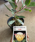 Potted Susara protea plant with tag showing vibrant flower, ideal for garden or gift