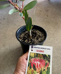 Potted Protea Susannae plant with tag, showcasing vibrant green leaves and red-stemmed growth, ideal for garden enthusiasts.