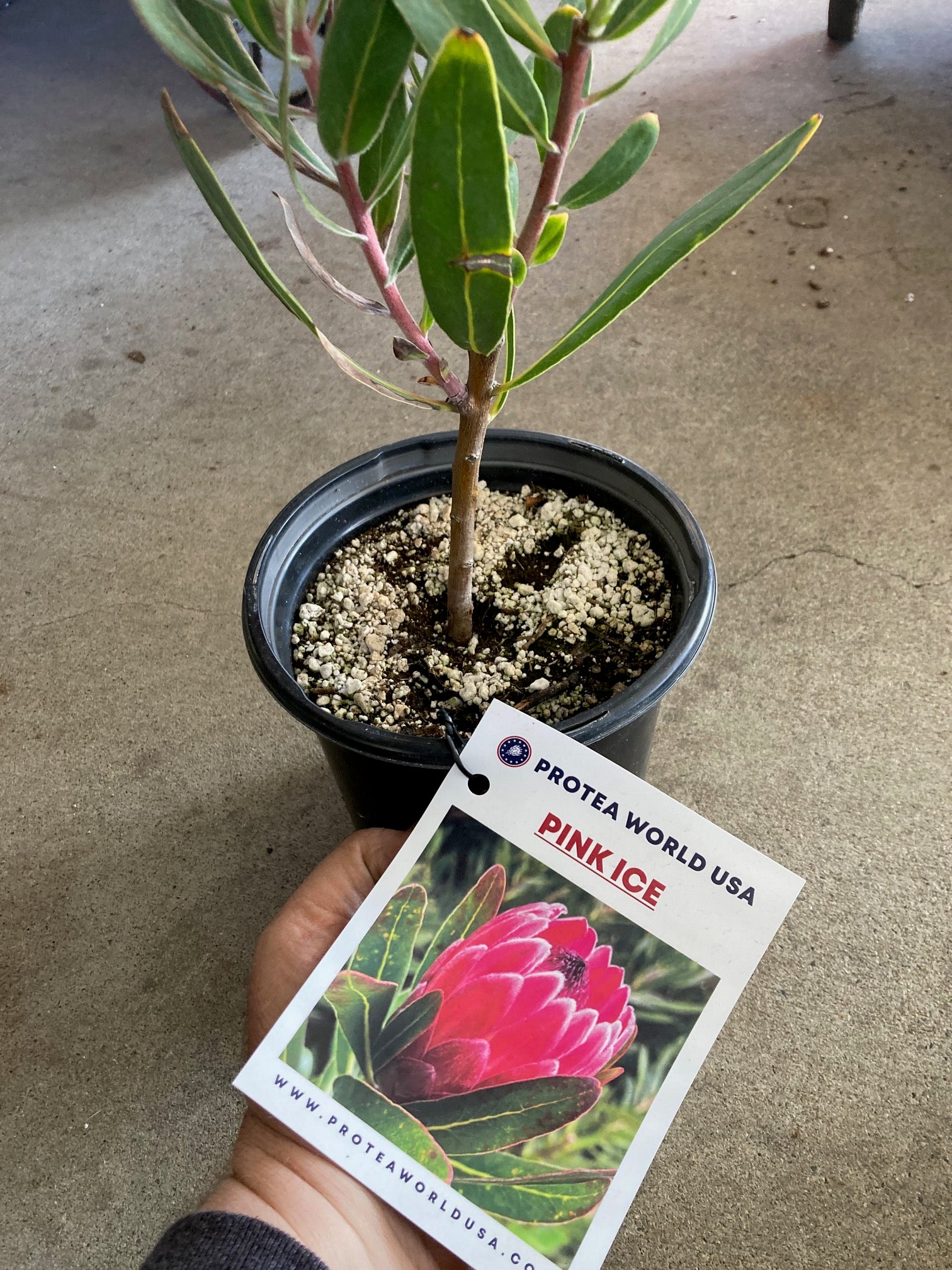 プロテア　ピンクアイス　2 Buy Pink Ice Protea Plant Online – Unique & Vibrant – California