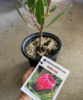 Pink Ice Protea plant in black pot with tag, showcasing vibrant green leaves and floral variety for garden enthusiasts