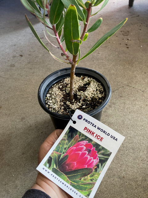 Pink Ice Protea Plant