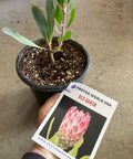 Red Baron protea plant in black pot with tag, held over concrete floor