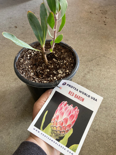 protea plant in pot Red Baron Protea Plant