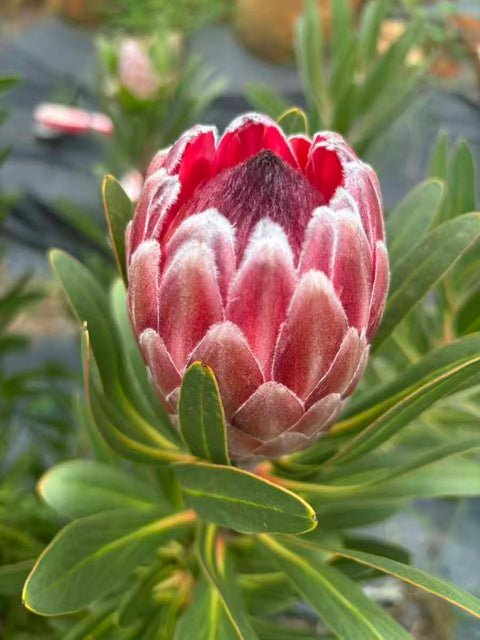 Order Protea Flowers Online - 6 Pink Ice Long Stem Protea
