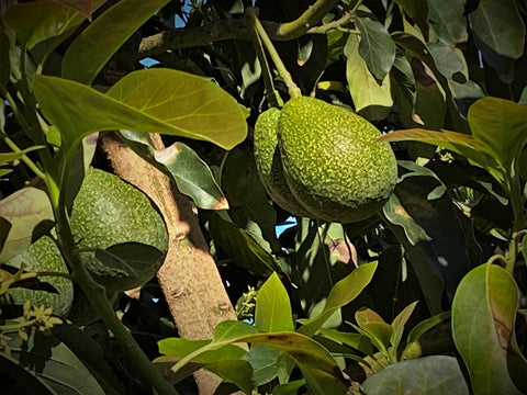 9 Nabal Avocados - A Rare Variety not found in stores