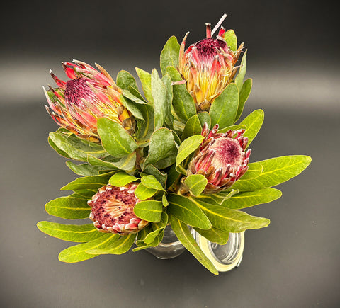 Protea Flowers, 4 Stems and 6 Avocados