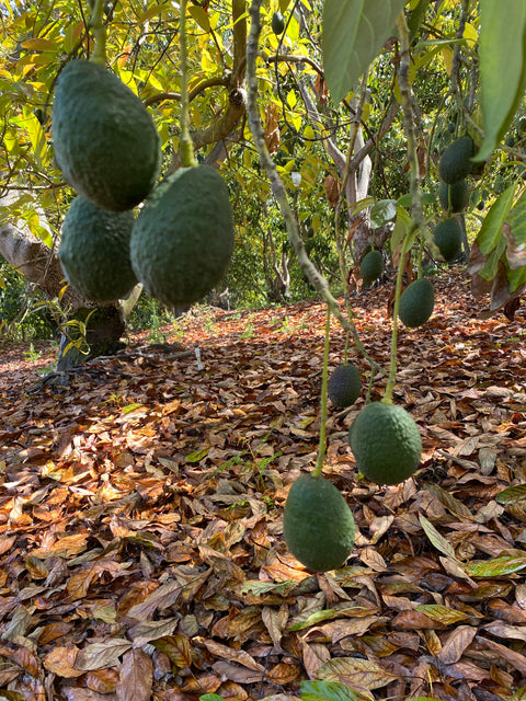 Mexicola and Hass - Two Varieties of Avocados (limited supply)